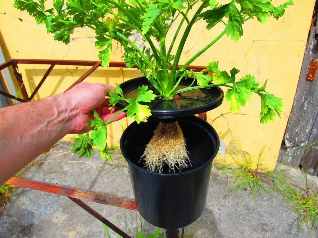 Healthy celery roots in hydroponics