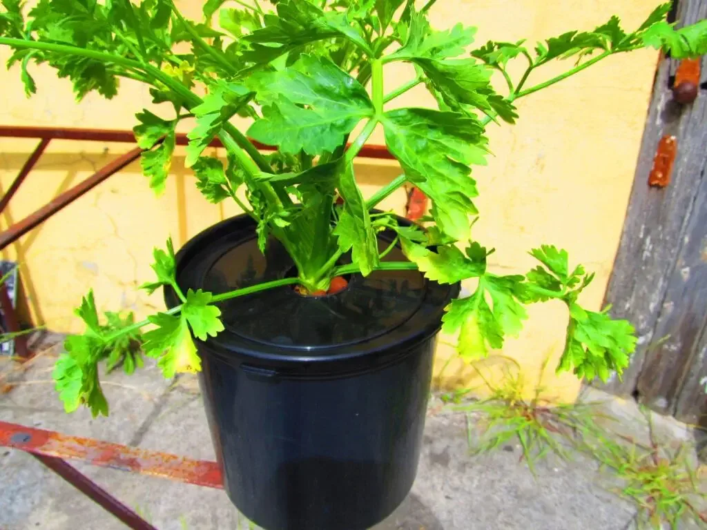 Celery in a hydroponic bucket