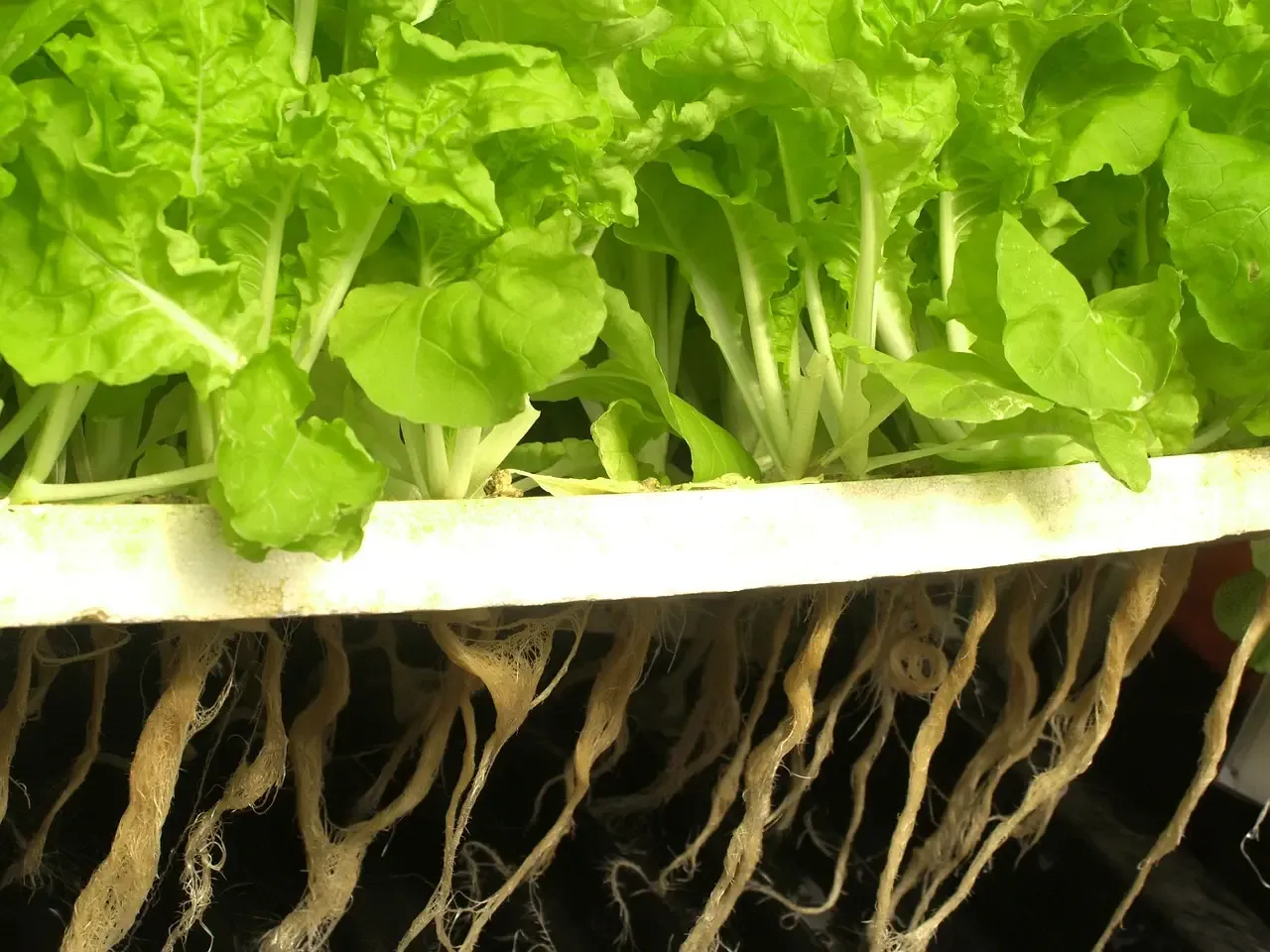 lettuce root system in DWC bucket