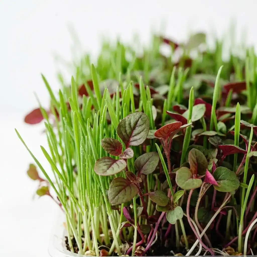Wheatgrass and amaranth microgreens growing densely
