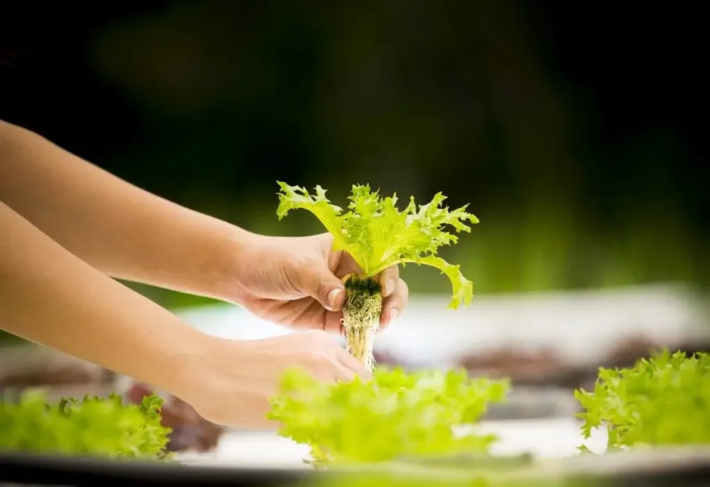 Harvesting a Lettuce Plant
