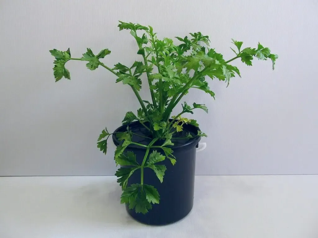 Fresh stalks of hydroponic celery harvested from a 5L bucket