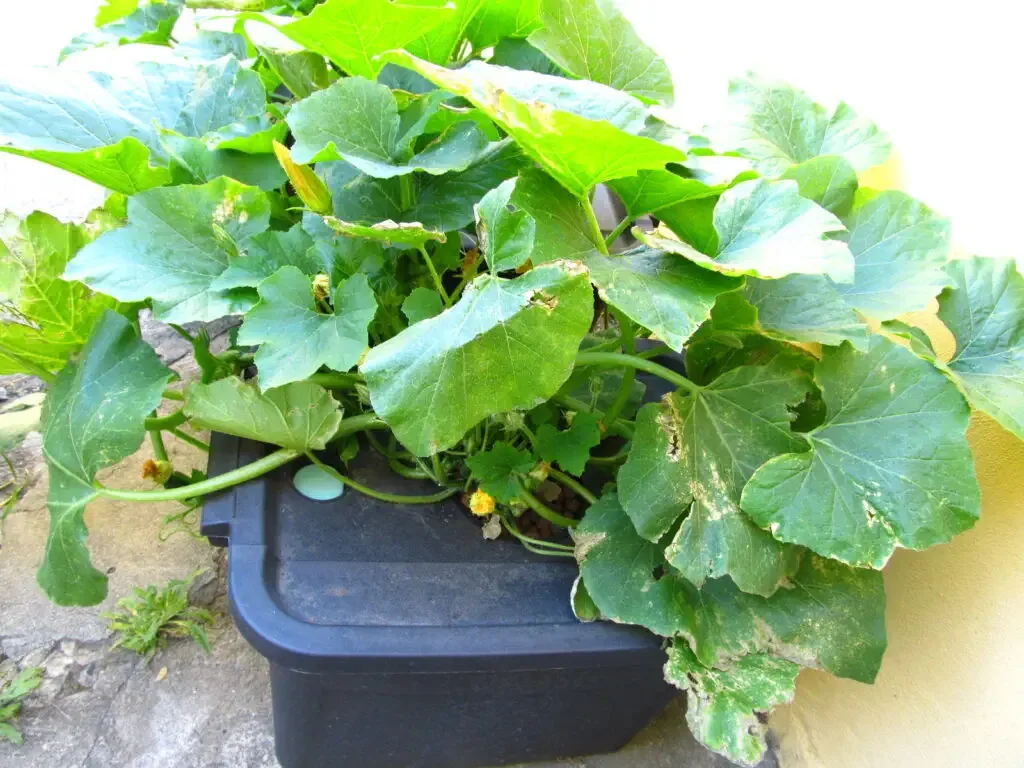 Hydroponic squash plant growing in a 45L tote bucket