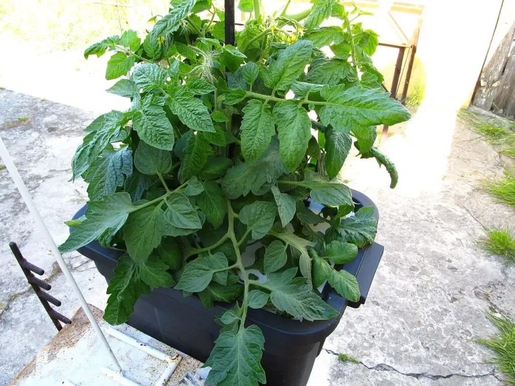 Hydroponic tomato plant growing in a 45L tote bucket, kratky style