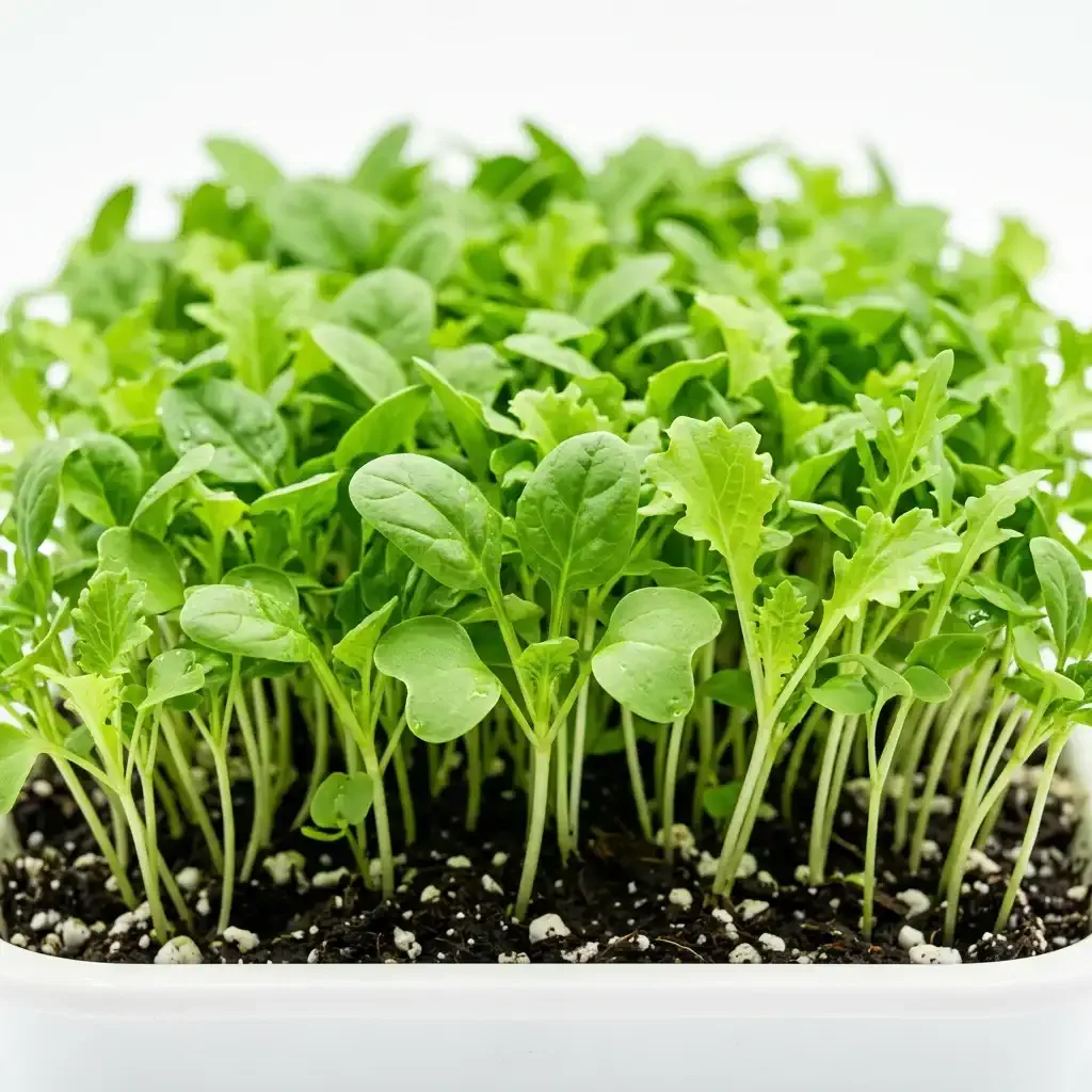 Bright green leafy microgreens including spinach and lettuce