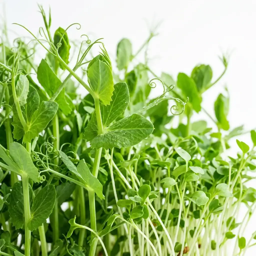 Tall green pea shoots and lentil microgreens