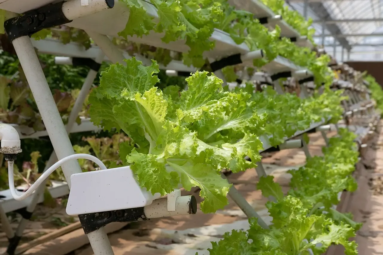 Buttercrunch lettuce in NFT channel