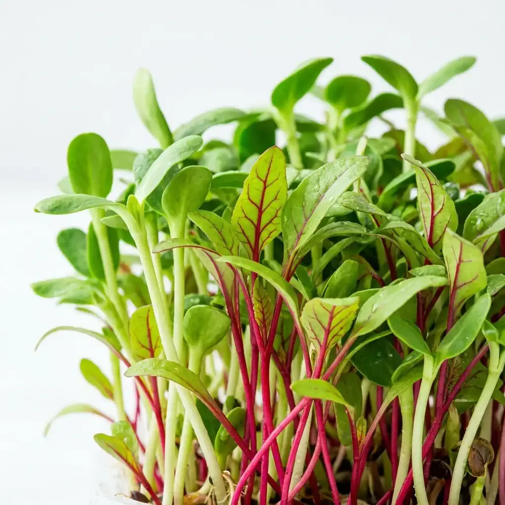 A vibrant mix of sunflower and beet microgreens