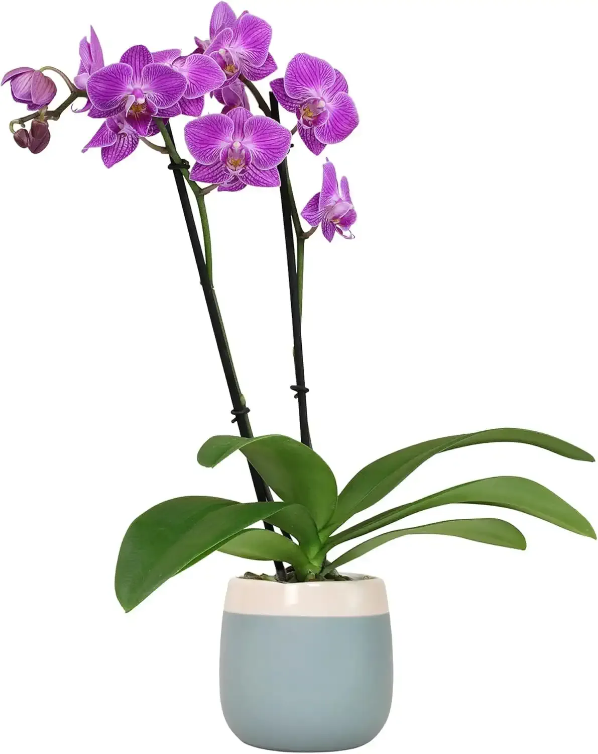 Premium Purple Live Orchid Plant