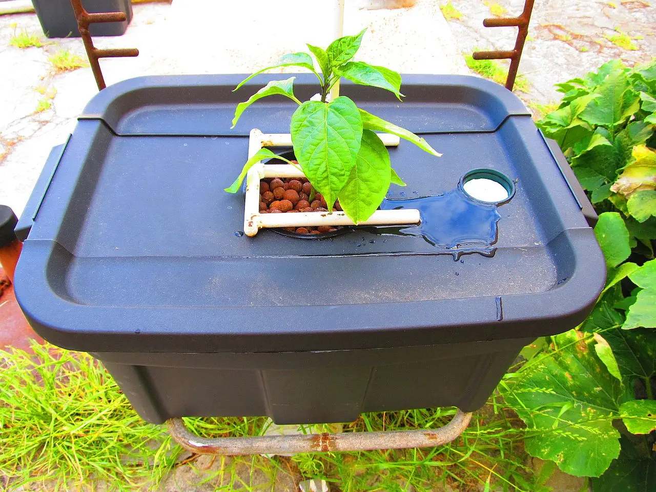 Easiest and Cheapest Hydroponic System You Can Start Today!