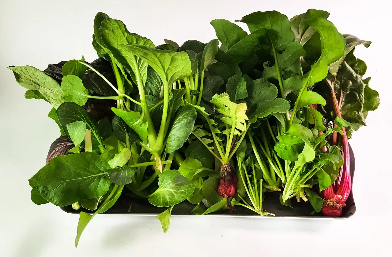 The Complete Guide to Hydroponics for Beginners (2026): Start Growing Today!