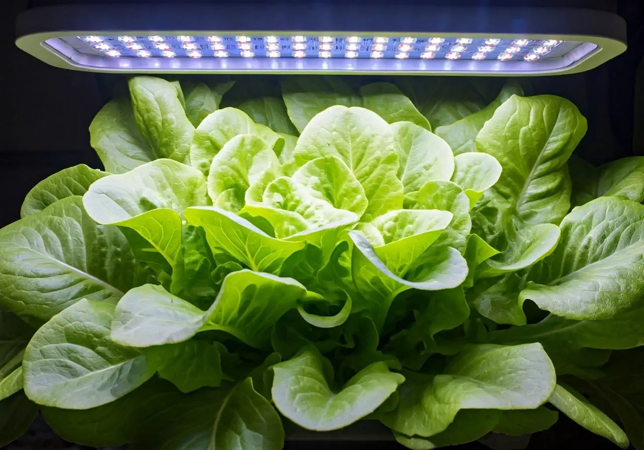 Maximizing Yields with Advanced Hydroponic Lighting Solutions