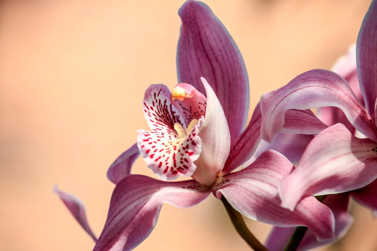 Hydroponic Orchid Pots: The Basics