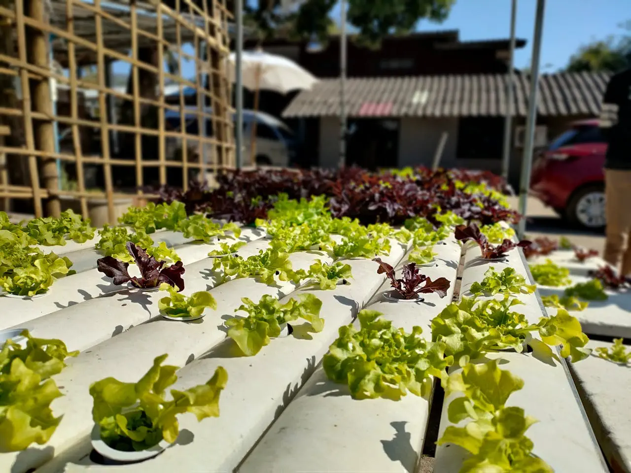 Hydroponics Systems Explained: A Beginner’s Guide