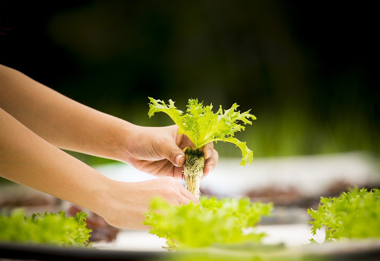 Harvesting a Baby Lettuce Plant