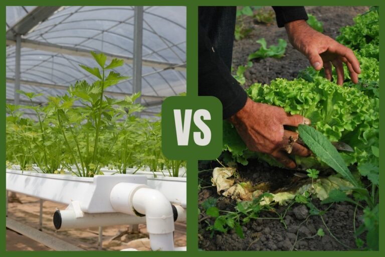 Hydroponic vs Traditional Gardening