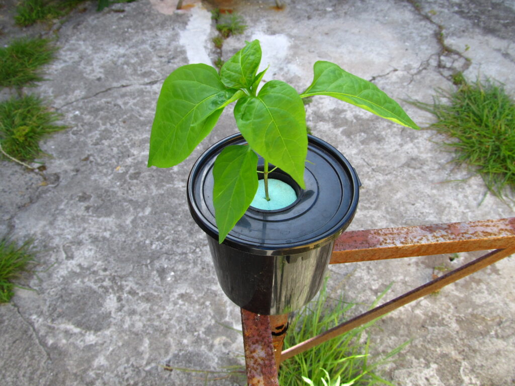 Hydroponic Jalapeño pepper seedling growing in a 1L bucket