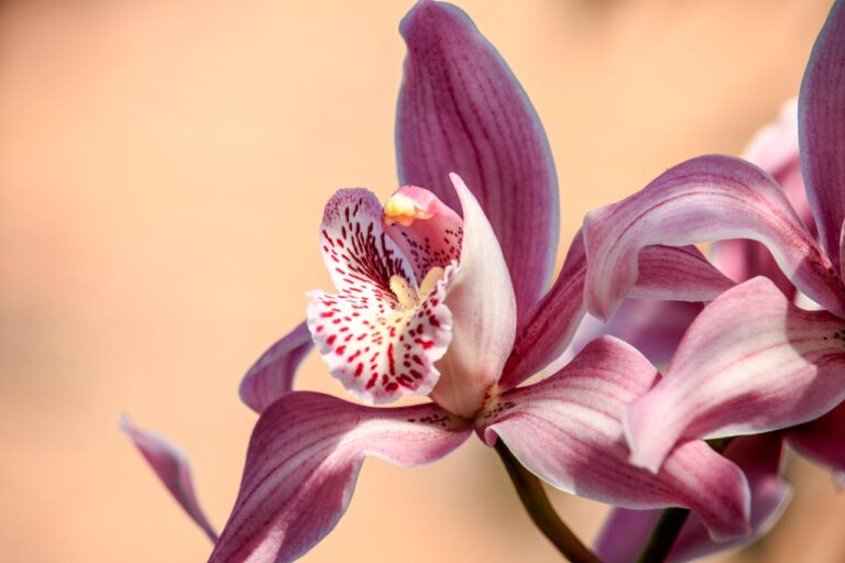 Orchid Flower