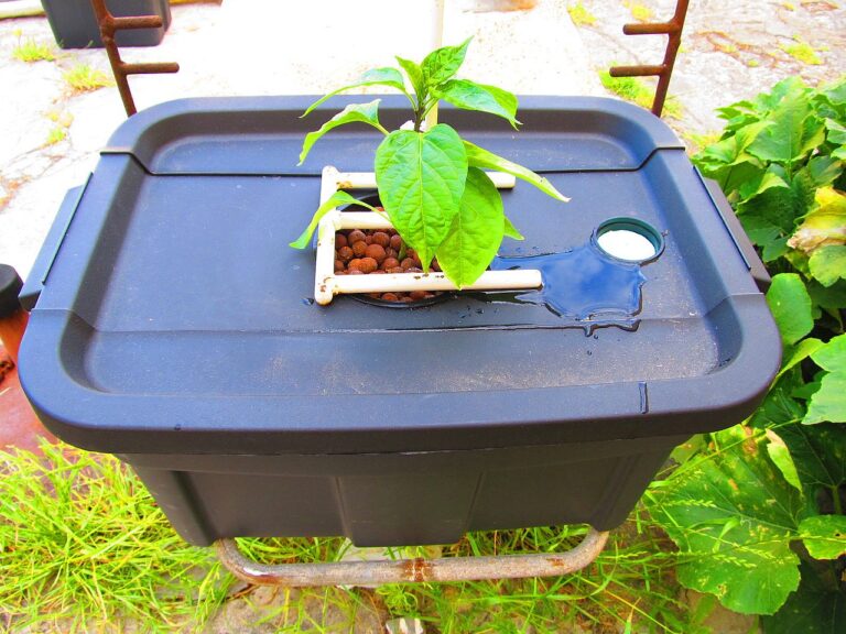 Hydroponic Bell Pepper Seedling in it's Final 30L Growing Container