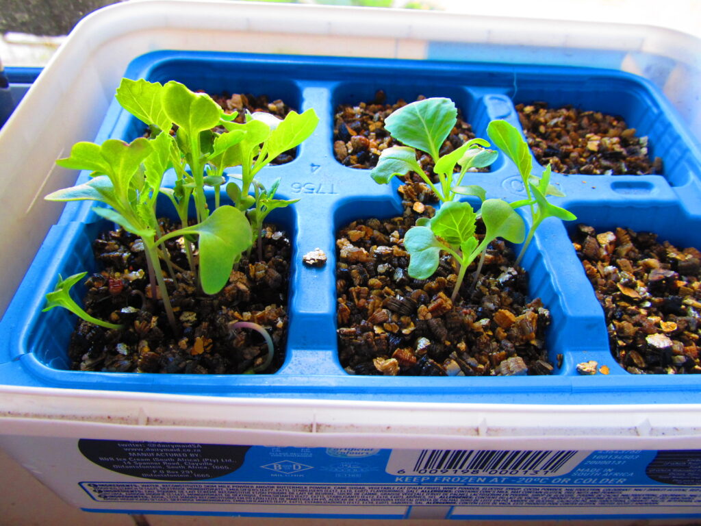 Cabbage Seedlings 3 Weeks After Planting