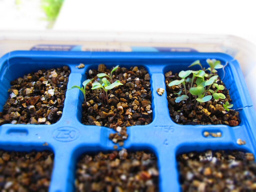 Starter Seed Tray Cabbage Seeds Have Germinated