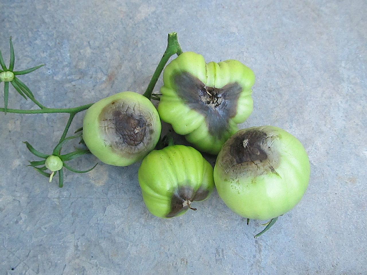 Tomato Blossom End Rot